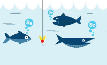 Fisk är en viktig källa till selen. Hur mycket fisk äter du?